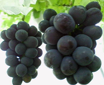 grapes