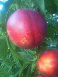 nectarine.