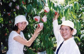 peach picking