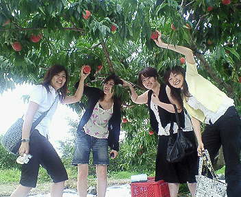 peach picking 2